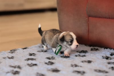Collier vert - Welsh Corgi Pembroke