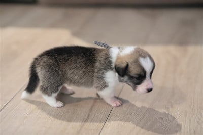 Collier 3 bleus - Welsh Corgi Pembroke