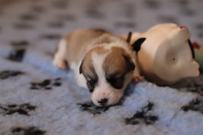 Welsh Corgi Pembroke