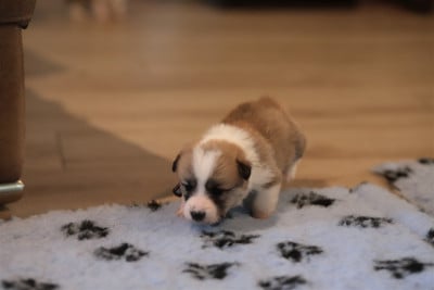 Collier cinéma - Welsh Corgi Pembroke