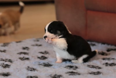 Sans collier - Welsh Corgi Pembroke