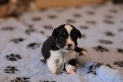 Collier bleu clair - Welsh Corgi Pembroke