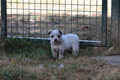 Les chiots de Bouvier australien