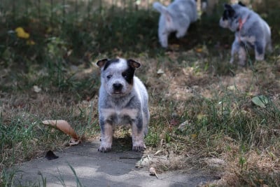Les chiots de Bouvier australien