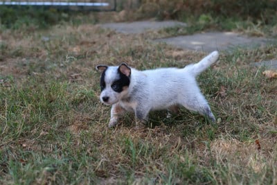 Les chiots de Bouvier australien