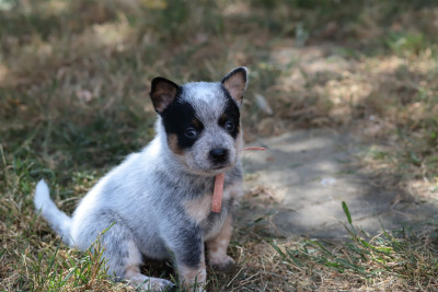 Les chiots de Bouvier australien