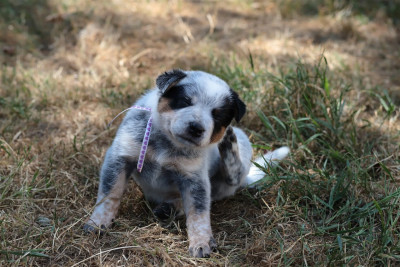 Les chiots de Bouvier australien