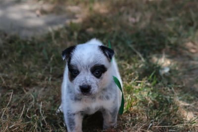 Les chiots de Bouvier australien