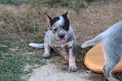 Les chiots de Bouvier australien