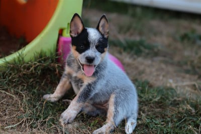 Les chiots de Bouvier australien