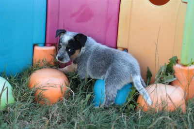 Les chiots de Bouvier australien