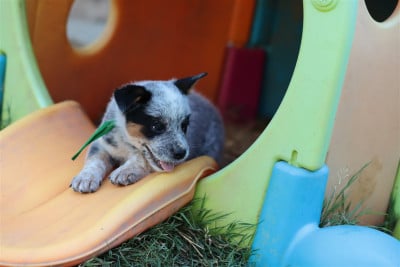 Les chiots de Bouvier australien