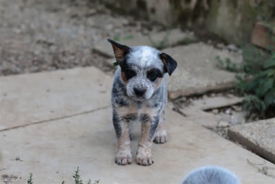 Les chiots de Bouvier australien