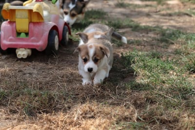 Welsh Corgi Pembroke