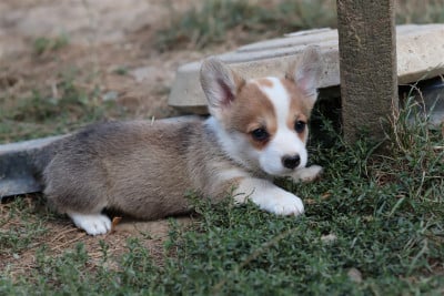 Collier rose - Welsh Corgi Pembroke