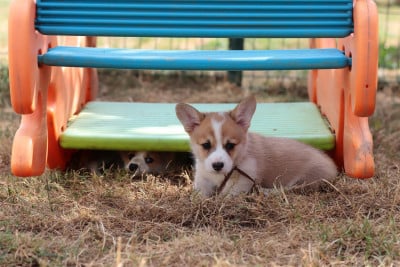Les chiots de Welsh Corgi Pembroke