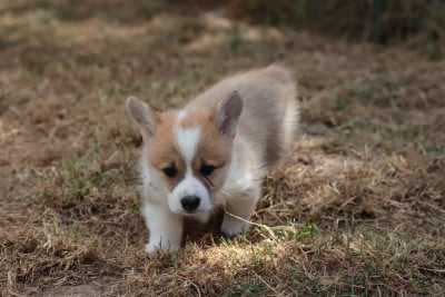 Les chiots de Welsh Corgi Pembroke