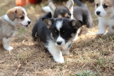 Les chiots de Welsh Corgi Pembroke