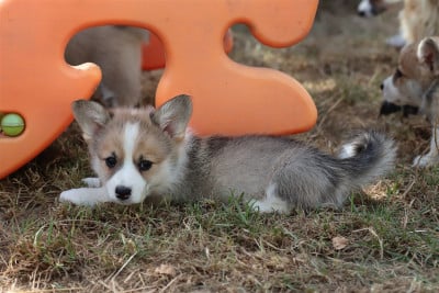 Les chiots de Welsh Corgi Pembroke
