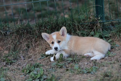 Les chiots de Welsh Corgi Pembroke
