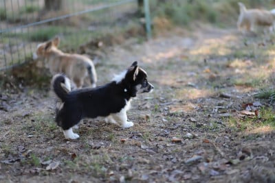 Les chiots de Welsh Corgi Pembroke
