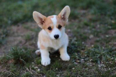Les chiots de Welsh Corgi Pembroke