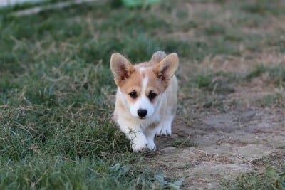 Welsh Corgi Pembroke
