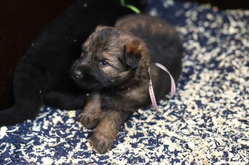 Berger Allemand Poil Long - De Viknane