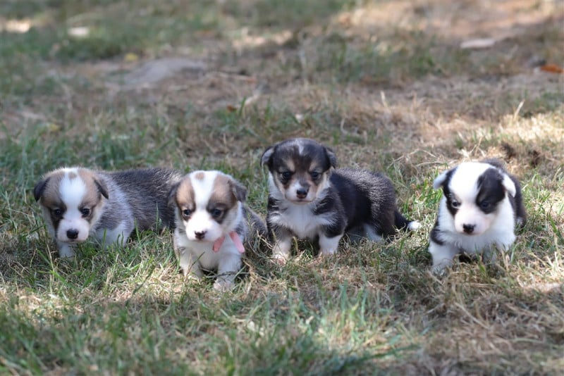 Welsh Corgi Pembroke - De Viknane