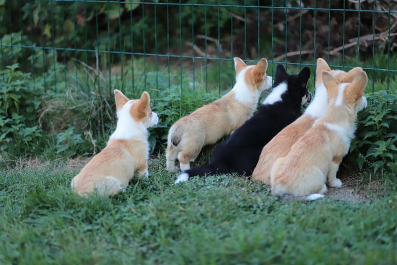 Welsh Corgi Pembroke - De Viknane