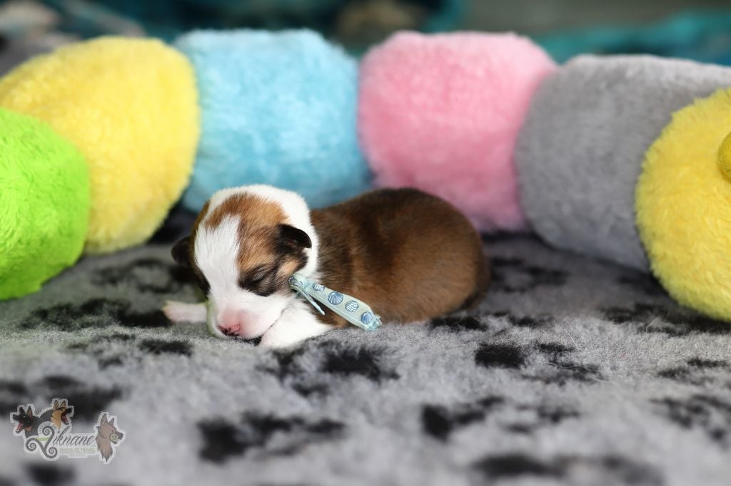 Collier bleu coquillages