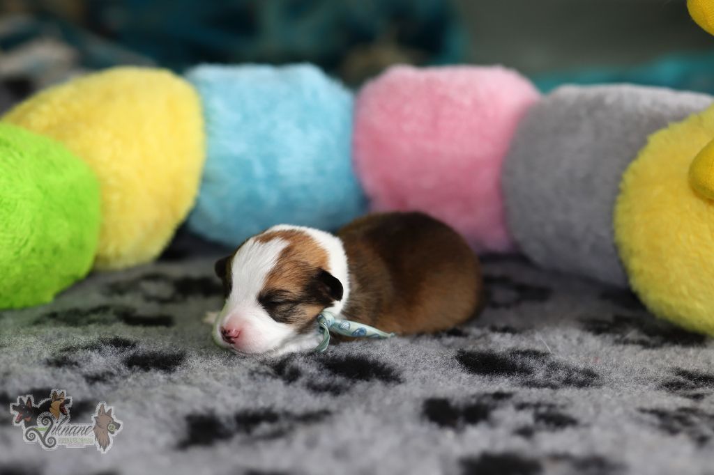 Collier bleu coquillages