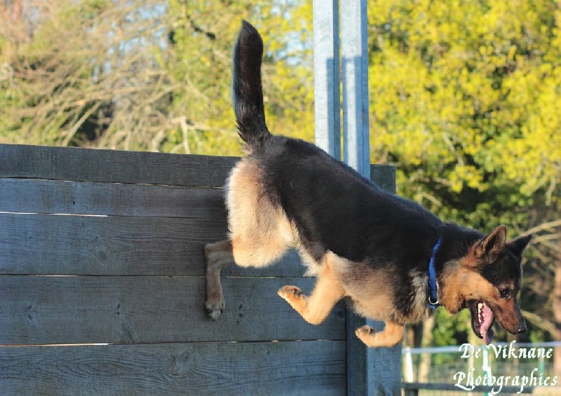 Gunter De Viknane - Excellent