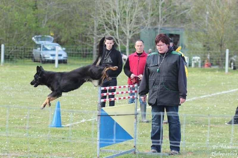 Geoyce De Viknane - Très bon en Ring 1