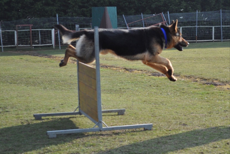 Gunter De Viknane - Brevet Obéissance