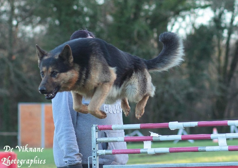 Gunter De Viknane - Excellent en Ring 1