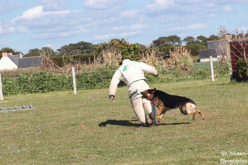 Gunter De Viknane - Très bon en Ring 2