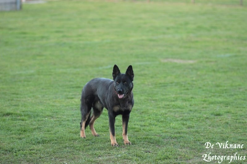 Geoyce De Viknane - CSAU