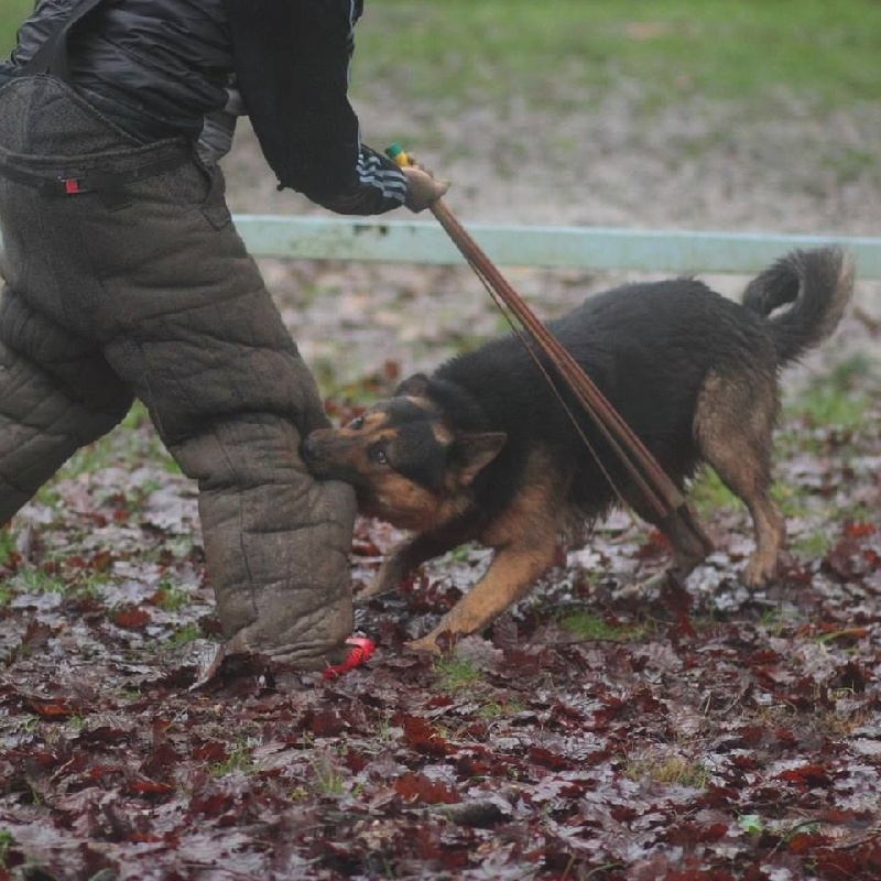 Gunter De Viknane - Excellent en Ring 1