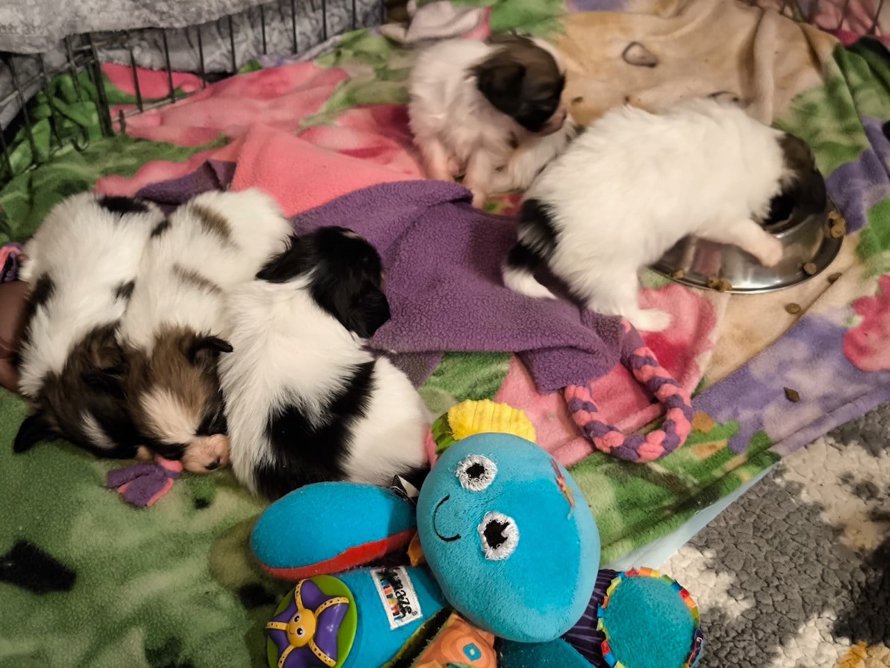 Epagneul nain Continental (Papillon) - Des Huttes Du Grand Marais