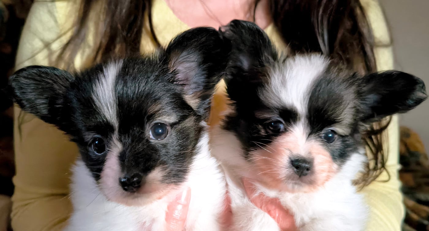 Epagneul nain Continental (Papillon) - Des Huttes Du Grand Marais