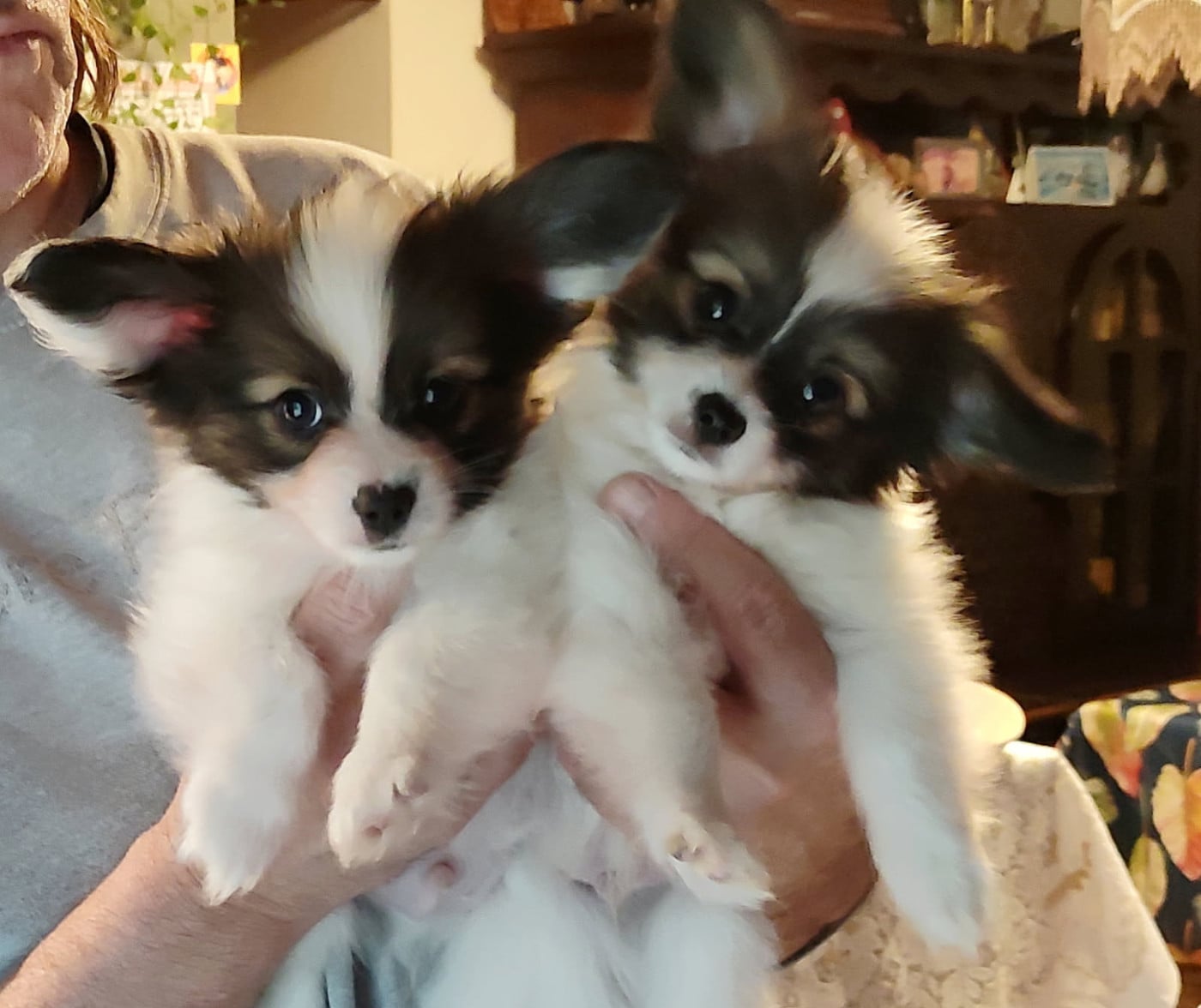 Epagneul nain Continental (Papillon) - Des Huttes Du Grand Marais