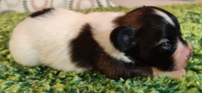 Les chiots de Epagneul nain Continental (Papillon)