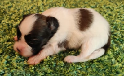 Les chiots de Epagneul nain Continental (Papillon)