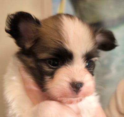 Les chiots de Epagneul nain Continental (Papillon)