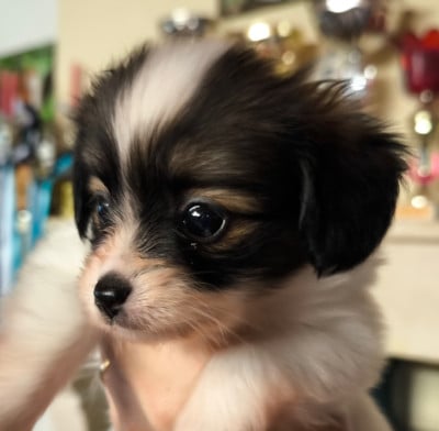 Les chiots de Epagneul nain Continental (Papillon)