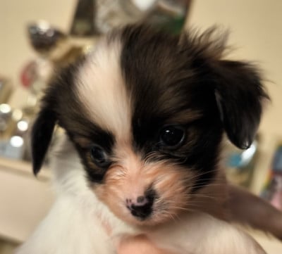 Les chiots de Epagneul nain Continental (Papillon)
