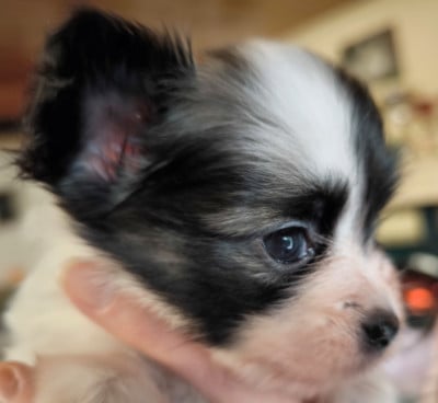 Les chiots de Epagneul nain Continental (Papillon)