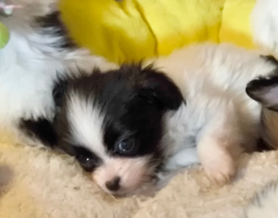Les chiots de Epagneul nain Continental (Papillon)