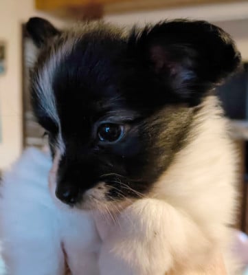 Aimy - Epagneul nain Continental (Papillon)